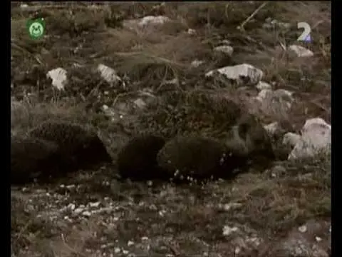 Pa a Pi - Děti nežne pichlavé (pohádka)