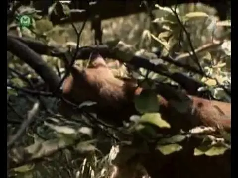 Pa a Pi: Nepřítel koček (pohádka)