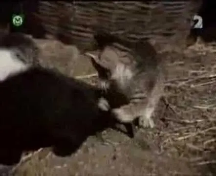 Pa a Pi - Vítejte na Zemi (pohádka)